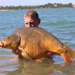 Nice shot of man holding carp in water